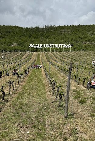 Weinbau in Deutschland