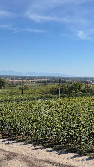 Bio Weingut Fernand Engel im Elsass