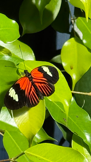 Schmetterling im Schmetterlingshaus im Elsass