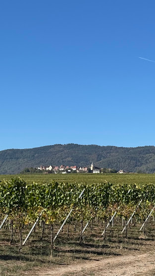 Blick über die Weinberge zum Dorf Zellenberg im Elsass